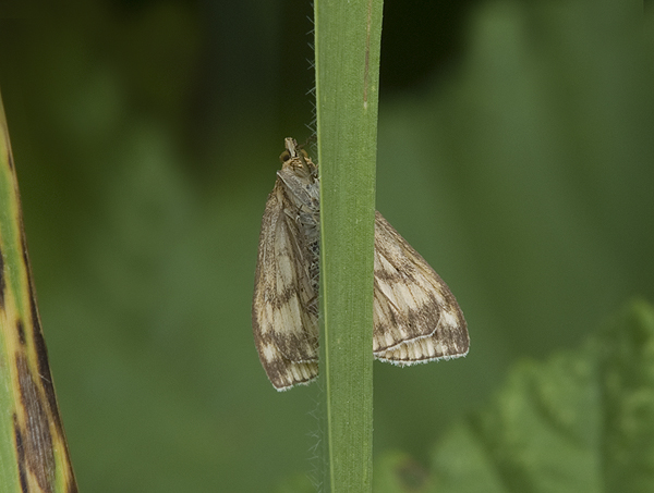 Paracorsia repandalis Crambidae